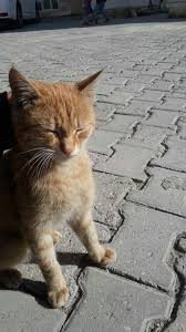 Gamze Boz Adli Kullanicinin Don T Look At This Meyer Panosundaki Pin 2020 Kediler Ve Yavrulari Tekir Kediler Kedi