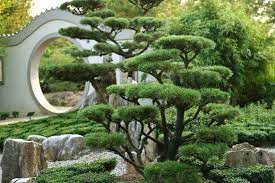 Pinus Mugo Gnom Dwarf Mountain Pine Pine Garden Mugo Pine Chinese Garden