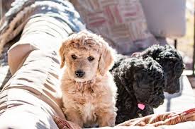 Goldendoodle dog breeders, doodles of williams acres specialize in english & american mini goldendoodles available pups, f1b labradoodles all of our puppies are born and raised in our living room, socialized daily with children, and kept in a happy and relaxed environment. Doodles For Colorado