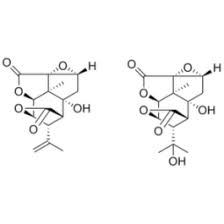 Image result for Pycnobotrya