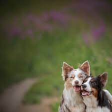 My Dog Has Been Stung By A Bee, What Can I Do? - Treendale Vet Medical  Centre