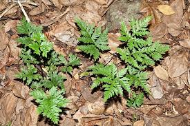 Image result for Doryopteris