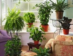 Untuk kamu yang ingin memelihara tanaman hias dalam rumah, rukita punya 20 rekomendasi tanaman yang bisa menambah warna di rumahmu. Tips Memilih Dan Merawat Tanaman Hias Indoor Bibitbunga Com