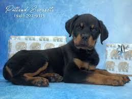 Image result for Rotala gossweileri