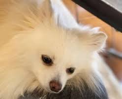 We did not find results for: 8 Best Pomeranian Breeders In North Carolina 2021 We Love Doodles