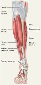 It has attachments on the patella and the tibial tuberosity on the tibia (shin bone). Tendon Function Arm Hand Tendons Leg And Achilles Tendons
