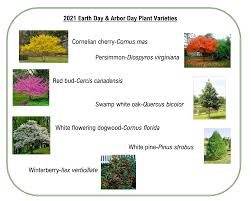 We did not find results for: Free Trees For Arbor Day New Jersey Says Come And Get Em Soma Nj News Tapinto