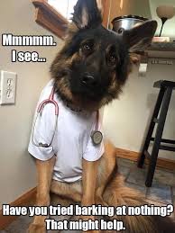 Funny pictures featuring cats (lolcats). 78 Funny Animals Pictures With Captions Will Boo You Animal Photos With Captions