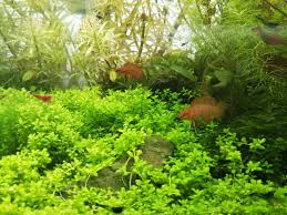 (熱帯魚)スカーレットジェム（約1.5cm）（4匹）【水槽/熱帯魚/観賞魚/飼育】【生体】【通販/販売】【アクアリウム/あくありうむ】 1,650 円 +送料840円 16ポイント(1倍) ã‚¹ã‚«ãƒ¼ãƒ¬ãƒƒãƒˆã‚¸ã‚§ãƒ ã¨ãƒŸã‚¸ãƒ³ã‚³ãƒœãƒˆãƒ« ç‹­ãã¦ã‚‚æ¥½ã—ãã‚¬ãƒ¼ãƒ‡ãƒ‹ãƒ³ã‚° ã‚¢ã‚¯ã‚¢ãƒªã‚¦ãƒ 