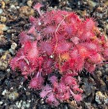 Image result for Drosera affinis