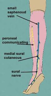 Diagram representing the posterior view of the insertion points of the quadriceps muscles and the origins of the leg muscles. Posterior Leg