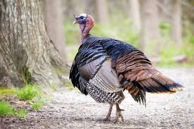 The average turkish male measures 172.6 cm in height and 75.8 kg in weight, while the average turkish female is 161.4 cm tall and weighs 66.9 kg, the study found. Weight Of Average Turkey How Much Does A Turkey Weigh Top 101 Counties With The Highest Average Weight Of Females Roxana Nims