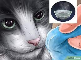 Would you like to come in? 3 Ways To Treat A Cat With A Cold Wikihow