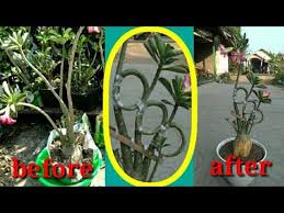 Pin On Garden Adenium