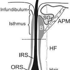Does that mean my hair has fallen out for good and no regrowth is possible? Hair Anatomy The Hair Root Comprises A Hair Follicle Hf A Hair Download Scientific Diagram
