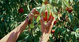 Résultat de recherche d'images pour "gif Call Me By Your Name the peach"