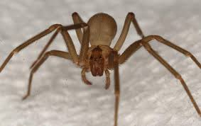 Camel spider pictures and information. Blog Top 5 Pests Found In Las Vegas