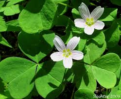 Image result for Oxalis oligotricha