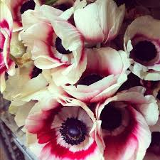 This beautiful flower from south africa resembles a lily (although only distantly linked to it) and is widely available in the winter months. Seasonal Flowers For January Amanda Austin Flowers Blog