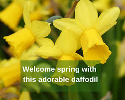 After the leaves are withered and the. How To Care For Narcissus Tete A Tete Gardenologist