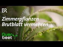 Querbeet Garten Tipp Brutblatt Vermehren Youtube Querbeet Garten Tipps
