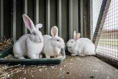 Housing for rabbits | Rabbit hutches and runs | Blue Cross