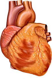 Image result for Point of Maximum Impulse