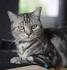 American Shorthair Breeders