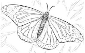 Schmetterling Zeichnen Lernen Schritt Fur Schritt Tutorial Zeichnen Leicht Gemacht