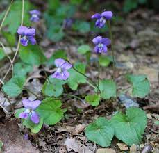 It is best known for its medicinal use, specifically helping aid in healthy heart function. Viola Wildeherb Com