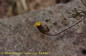 Image result for Leysera