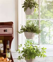 kitchen herb planter  indoor herb