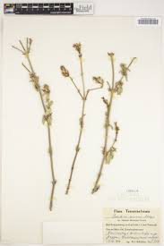 Image result for Barleria macrostegia