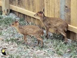 Muntjac deer information and care. Muntjac Deer Pet Pet S Gallery