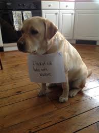 You Have To Be Kidding Me Animal Shaming Dog Shaming Funny Dogs