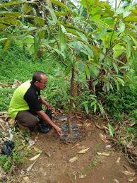 Cara Menanam Durian Pendek 3 Tahun Berbuah Info Tanaman Buah Di 2020 Menanam Buah Tanaman