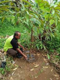 Ada beberapa cara cantuman yang biasa dibuat di. Cara Menanam Durian Pendek 3 Tahun Berbuah Info Tanaman Buah Cute766