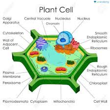 Under a microscope paheli observes a cell that has a cell wall but no distinct nucleus. Neet Ug Types Of Cell Structure Of Plant Cell And Animal Cell In Hindi Offered By Unacademy