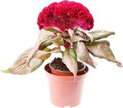 Maybe you would like to learn more about one of these? Why Are My Celosia Dying Common Celosia Problems In The Garden