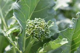 The great thing about it is that it can take as little as 60 days from sowing to harvesting.some are coming into flower as fast as i can pick them but that's ok as you can eat the flowers too. How To Grow Broccoli Raab Brassica Rapa Ruvo Gardening Channel