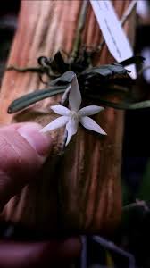 Image result for Aerangis kirkii