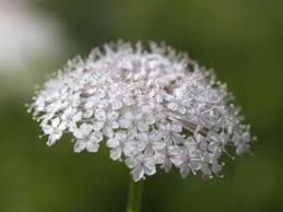 Image result for Tinnea coerulea