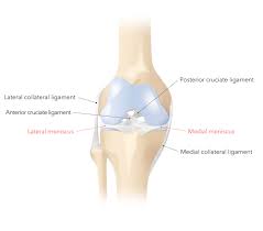 For our favorite products on amazon click on this link. Meniscus Tears And Other Treatments Pyramid Clinic