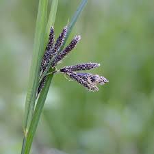 Image result for Carex angolensis