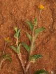 Image result for Helichrysum sulfureofuscum