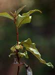 Image result for Croton pseudopulchellus