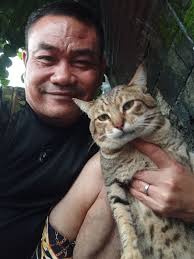 Alternative to Royal Canin wet food for cats?