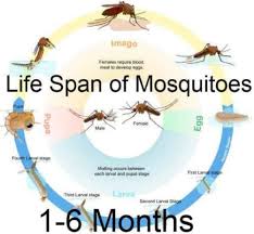 How Long Do Mosquitoes Live It Depends On The Gender In General Speaking Female Mosquitoes Have Longer Lifespan Mosquito Life Cycle Mosquito Female Mosquito