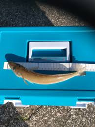 越冬キス1匹 千葉 太東 片貝 投げ釣り メバル 陸っぱり 釣り 魚釣り 釣果情報サイト カンパリ
