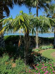 Image result for Syagrus